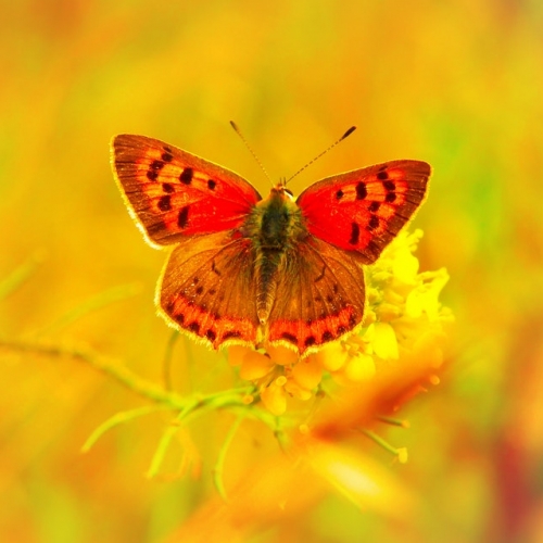 4 Seasons  Wellbeing Package